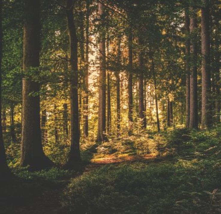 Holzarten für den Außenbereich