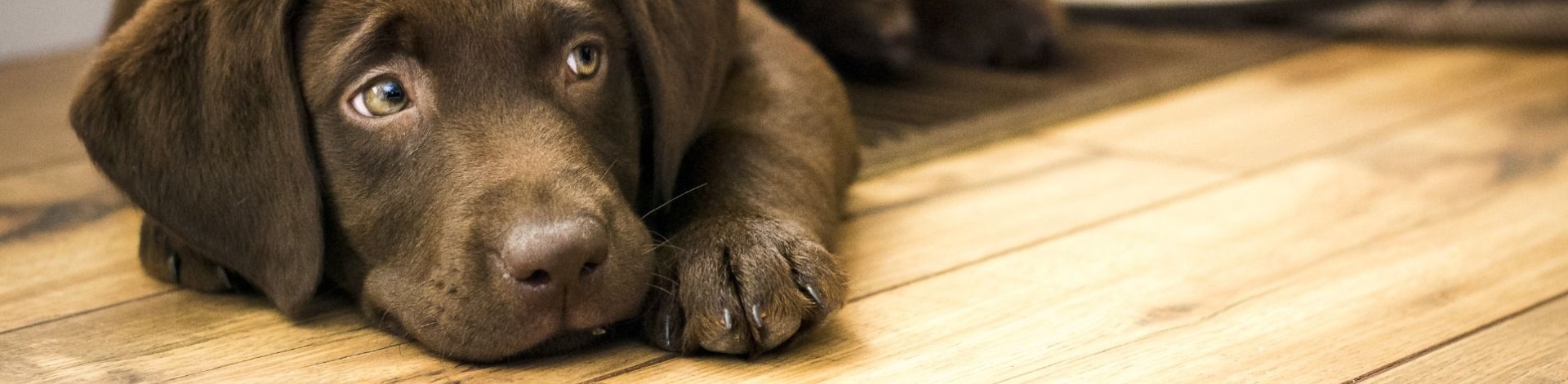 Conseils pour appliquer l’huile pour parquet